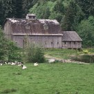 Oregon Dairy